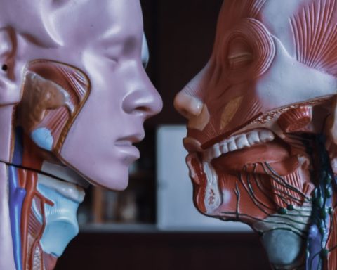 human anatomical mannequins placed near each other